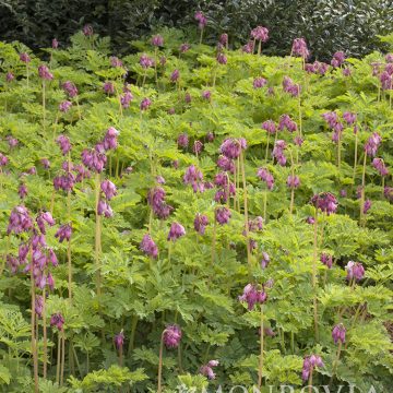 DICENTRA 'LUXURIANT', SIZE #1