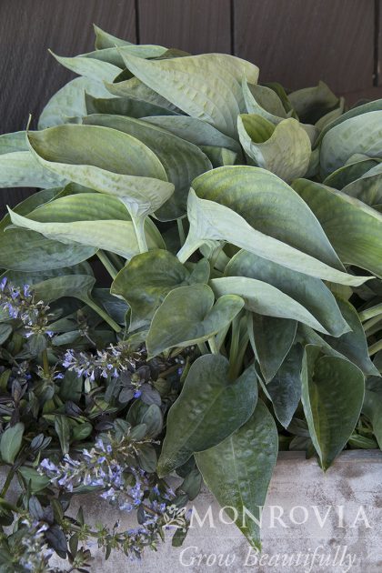 product-1003-1759489083-MO031872