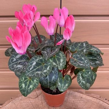 MINI CYCLAMEN, ASSORTED COLORS- 2″