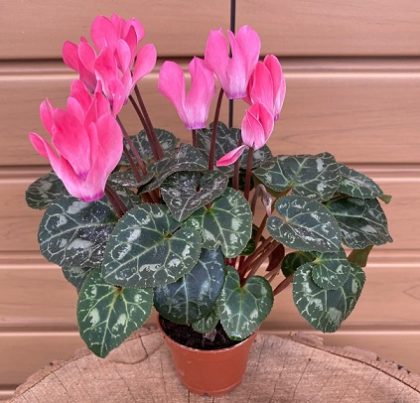 MINI CYCLAMEN, ASSORTED COLORS- 2″