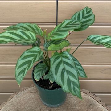 CALATHEA concinna 'Freddie' - 4"