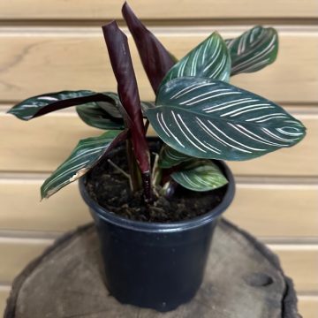 Calathea ornata- 4"