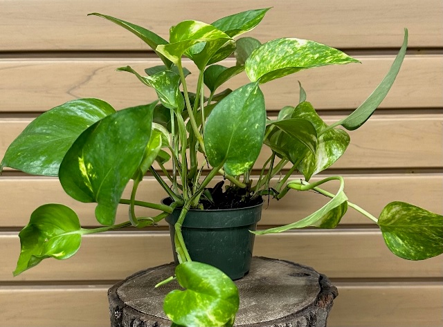 product-100643-1759498930-POTH4H