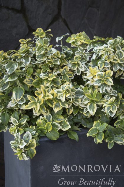 product-1008-1759489114-MO034302