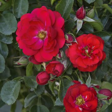 Flower Carpet® SCARLET ROSE, SIZE #2