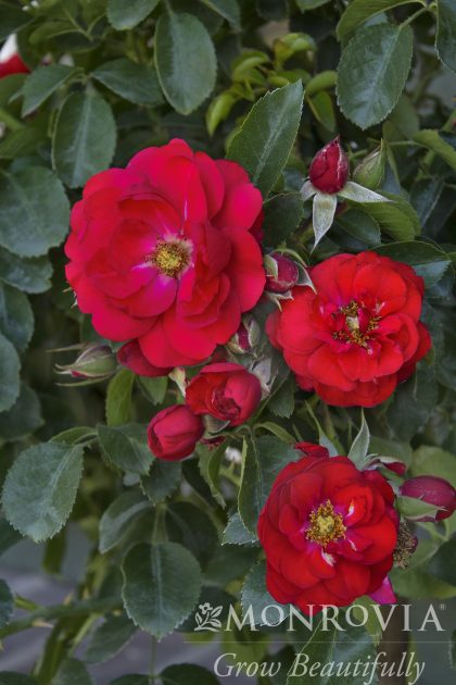 product-1017-1759489221-MO036312