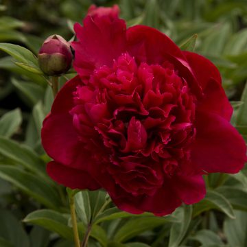 PAEONIA 'INSPECTEUR LAVERGNE', SIZE #2