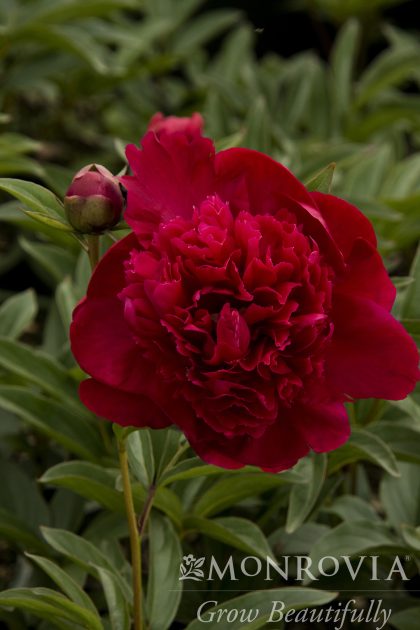 product-1018-1759489236-MO036332