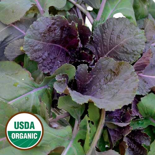 product-101921-1759502475-SSE0168A