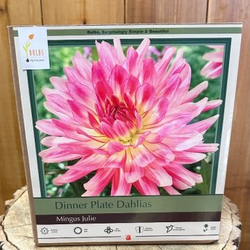 DAHLIA CACTUS, MINGUS JULIE- 2 CLUMPS