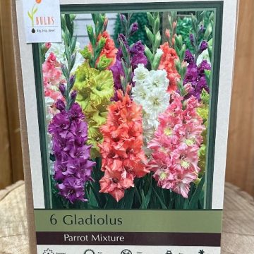 GLADIOLUS 'PARROT MIX' - PACKAGE OF 6 BULBS