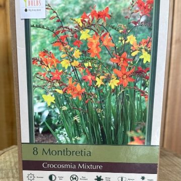 CROCOSMIA CROCOSMIIFLORA