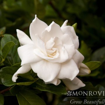 GARDENIA 'AUGUST BEAUTY', SIZE #1
