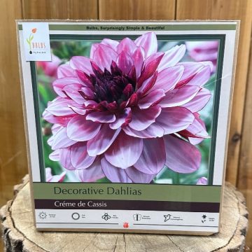 DAHILA DECORATIVE, CREME DE CASSIS- 2 CLUMPS