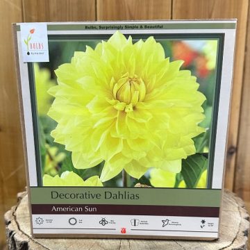 DAHILA DECORATIVE, AMERICAN SUN- 2 CLUMPS