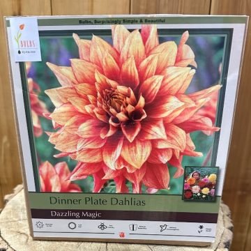 DAHLIA DINNER PLATE, DAZZLING MAGIC- 2 CLUMPS