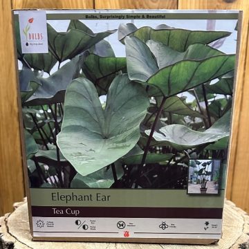 COLOCASIA 'TEA CUP'- 1 BULB