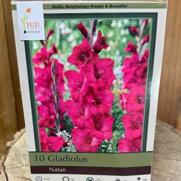 GLADIOLUS 'NATAN' - PACAKGE OF 10 BULBS
