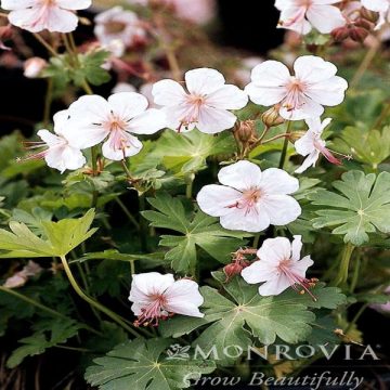 GERANIUM 'BIOKOVO', SIZE #1
