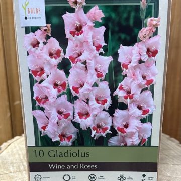 GLADIOLUS 'WINE AND ROSES' - PACAKGE OF 10 BULBS