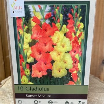 GLADIOLUS 'SUNSET MIX' - PACKAGE OF 10 BULBS