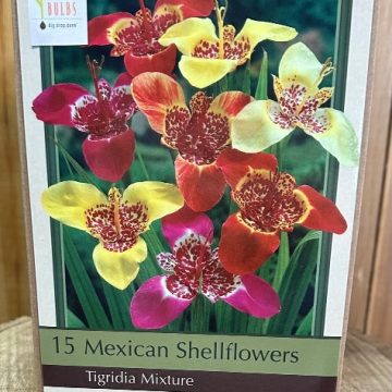 TIGRIDIA PAVONIA MIXTURE- 15 BULBS