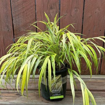 Hakonechloa ‘Aureola’, Size #1