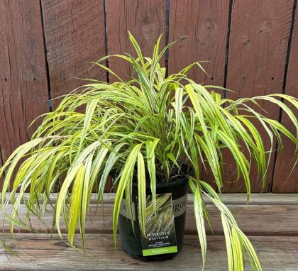 Hakonechloa ‘Aureola’, Size #1