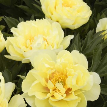 PAEONIA ITOH 'BARTZELLA', SIZE #5
