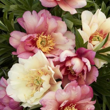 PAEONIA ITOH 'JULIA ROSE', SIZE #5