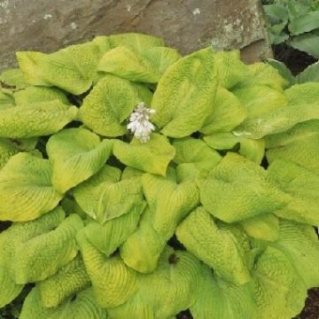 HOSTA 'ROSEDALE GOLDEN GOOSE', SIZE #2