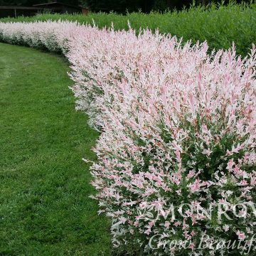 FLAMINGO DAPPLED WILLOW, SIZE #2