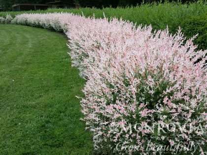 product-1032-1759489403-MO039492