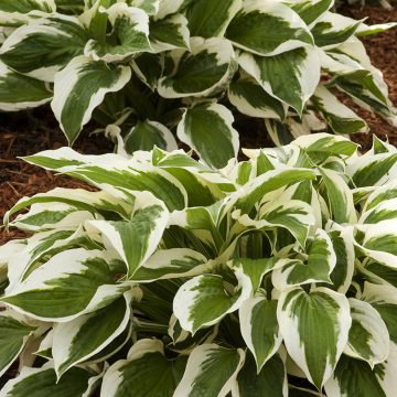 HOSTA 'PATRIOT', SIZE #2