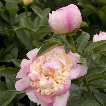 PAEONIA 'RASPBERRY SUNDAE', SIZE #2