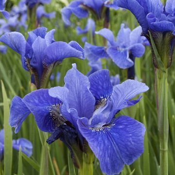 IRIS 'BENNERUP BLUE', SIZE #1