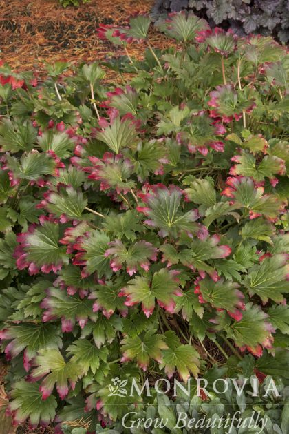 product-1047-1759489629-MO047251