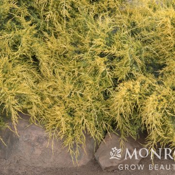 SEA OF GOLD® JUNIPER, SIZE #2