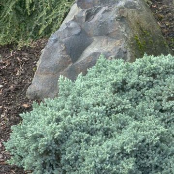 BLUE STAR JUNIPER, SIZE #2