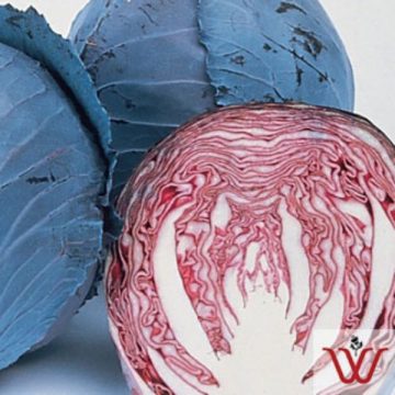 Cabbage Ruby Perfection - 4 pak