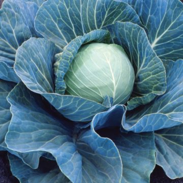 Cabbage Stonehead - 4 pak