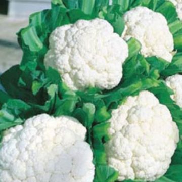 Cauliflower Snow Crown - 4 pak