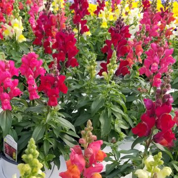 Snapdragon Snaptastic™ Mix - 4 pak