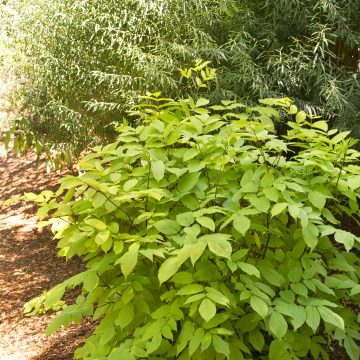ARALIA 'GOTEMBA', SIZE #2