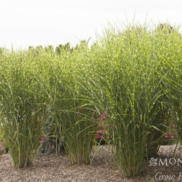 MISCANTHUS STRICTUS PORCUPINE GRASS, SIZE #1