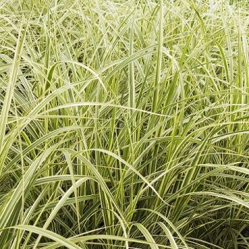 MISCANTHUS VARIEGATUS, SIZE #1