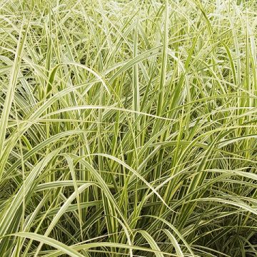MISCANTHUS VARIEGATUS, SIZE #2