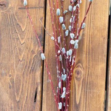 Pussy Willow Branch Bundle- 2' Tall