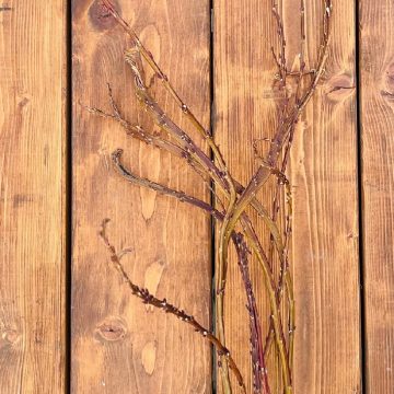 FANTAIL WILLOW BUNCH