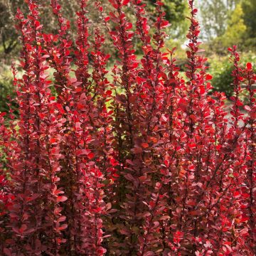 ORANGE ROCKET BARBERRY, SIZE #5